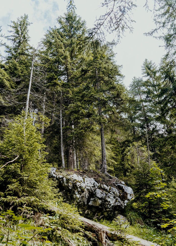 Frühaufsteher-Wanderung zur Buchauer Alm