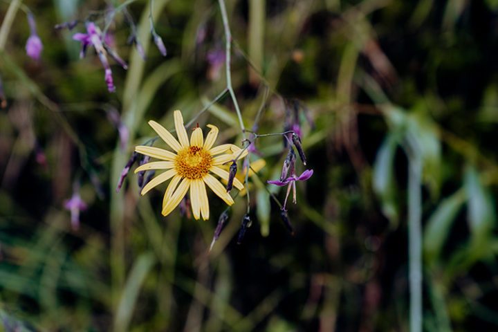 Achensee Wanderung von der Gaisalm nach Achenkirch