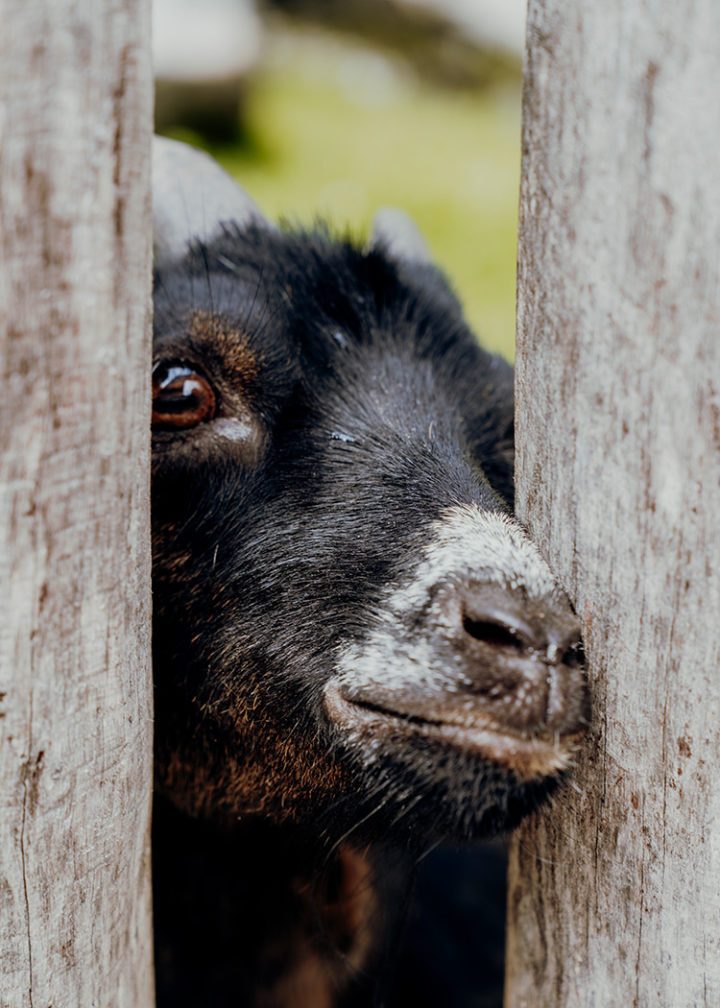 Radfahren am Achensee – E-Bike Tour durch den Naturpark Karwendel