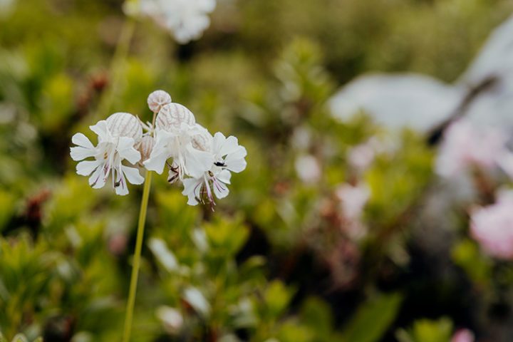 Sommerwanderung über die Dalfaz Alm nach Maurach