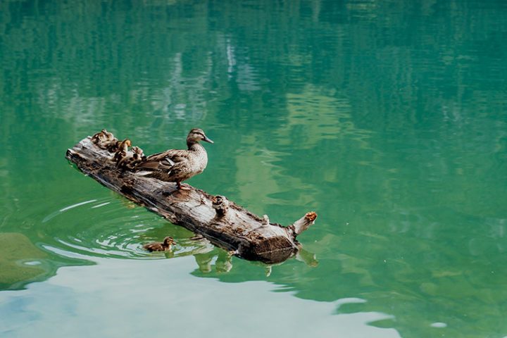 Radfahren am Achensee – E-Bike Tour durch den Naturpark Karwendel