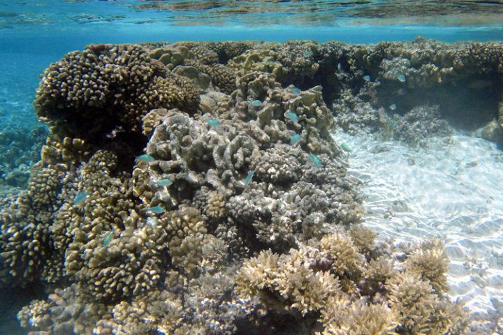 Ein Ausflug in die blaue Lagune Rangiroa