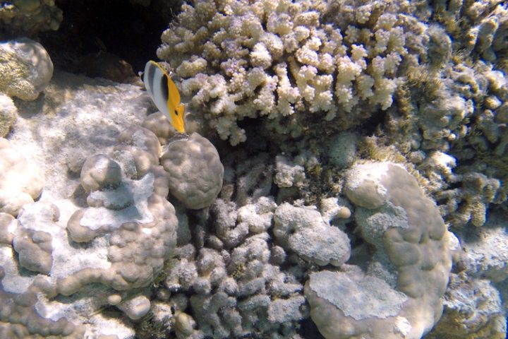 Ein Ausflug in die blaue Lagune Rangiroa