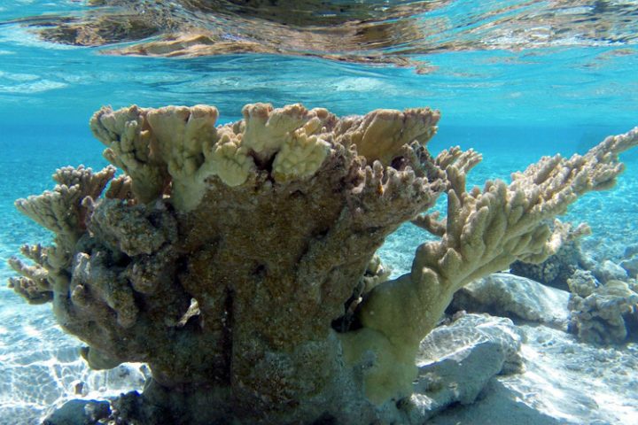 Ein Ausflug in die blaue Lagune Rangiroa