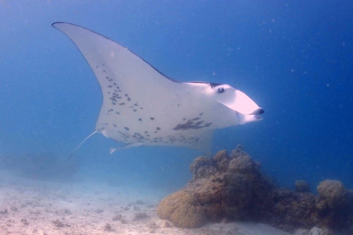 Schwimmen mit majestätischen Mantarochen auf Tikehau – Tuamotu Atoll