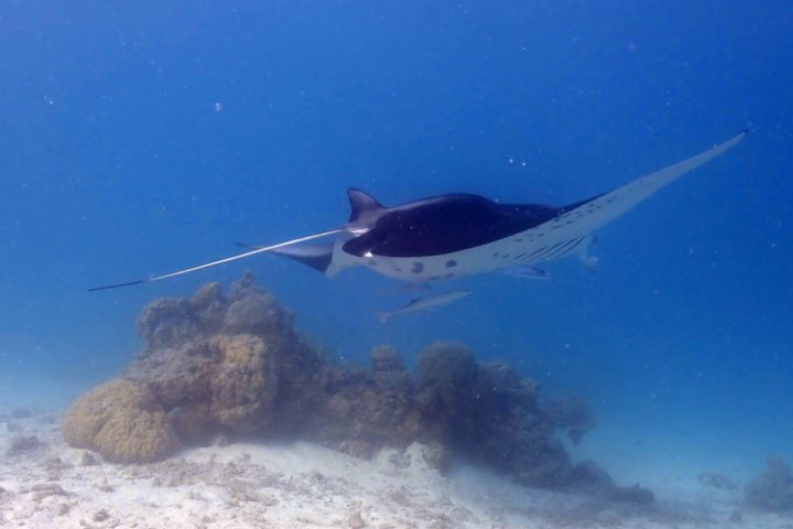 Schwimmen mit majestätischen Mantarochen auf Tikehau – Tuamotu Atoll