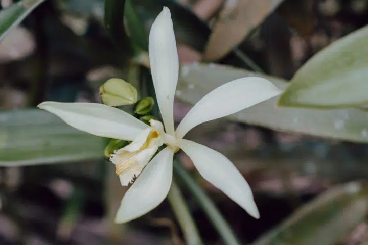 Tropical Garden Vaihere Moorea