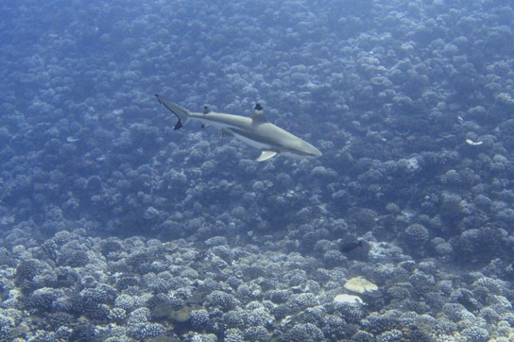 Tauchen auf Moorea Französisch Polynesien