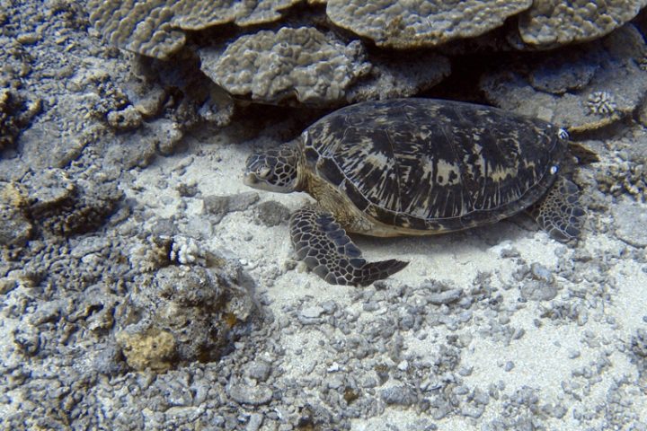 Tauchen auf Moorea Französisch Polynesien