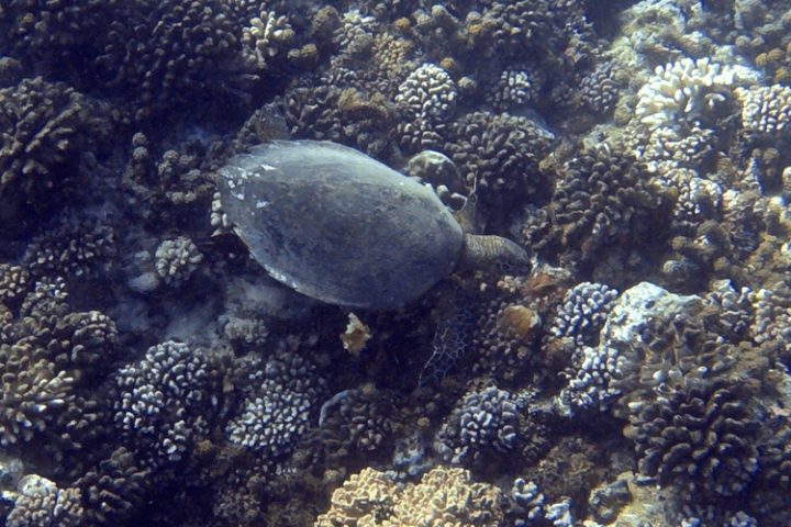 Tauchen auf Moorea Französisch Polynesien