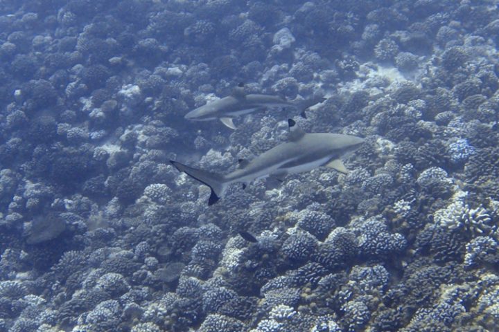 Tauchen auf Moorea Französisch Polynesien