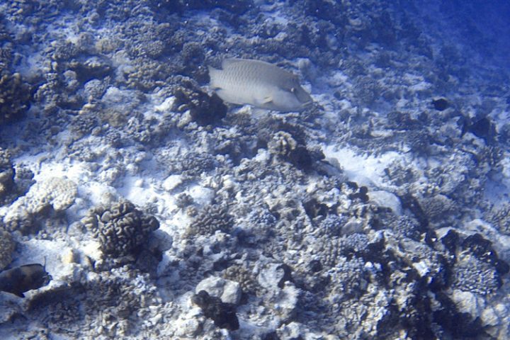 Rangiroa Tauchen und Schnorcheln – die faszinierende Unterwasserwelt der Tuamotu Inseln