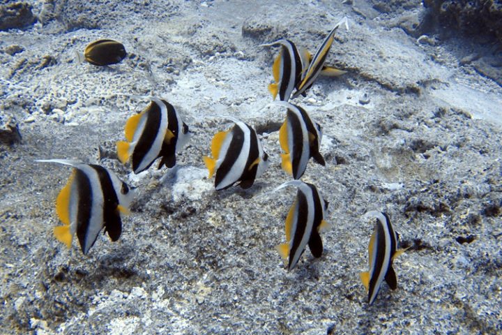 Rangiroa Tauchen und Schnorcheln – die faszinierende Unterwasserwelt der Tuamotu Inseln