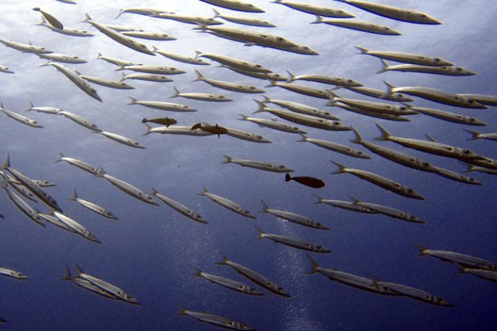 Rangiroa Tauchen und Schnorcheln – die faszinierende Unterwasserwelt der Tuamotu Inseln