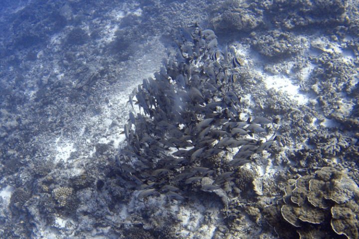 Tauchen auf Tikehau – die faszinierende Unterwasserwelt der Tuamotu Inseln