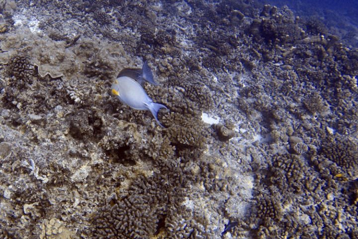 Tauchen auf Tikehau – die faszinierende Unterwasserwelt der Tuamotu Inseln
