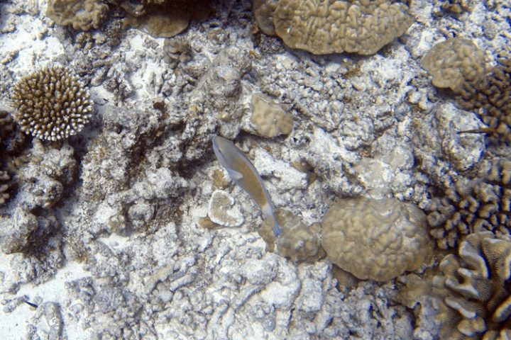 Tauchen auf Tikehau – die faszinierende Unterwasserwelt der Tuamotu Inseln