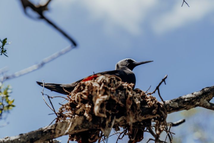 Ein Ausflug zur Île aux oiseaux – Motu Puarua Tikehau Tuamotus