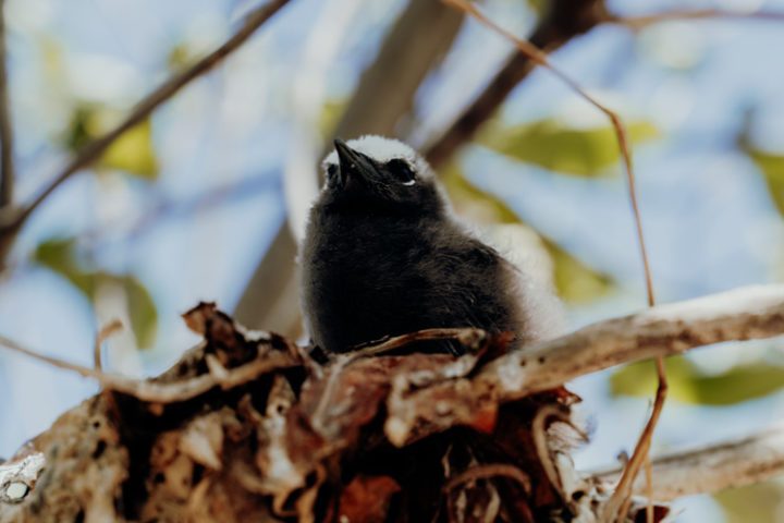 Ein Ausflug zur Île aux oiseaux – Motu Puarua Tikehau Tuamotus