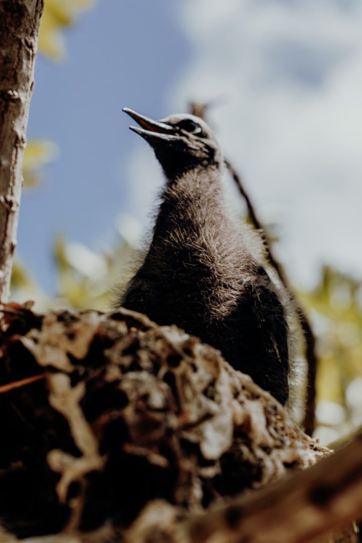 Ein Ausflug zur Île aux oiseaux – Motu Puarua Tikehau Tuamotus