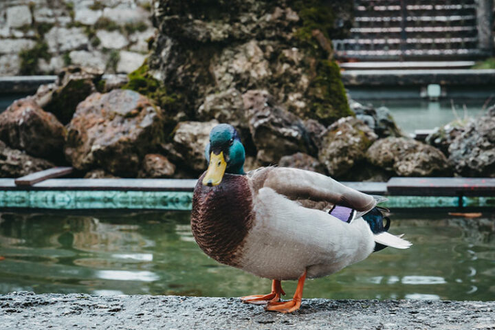 Mirabellgarten, Salzburg, Österreich