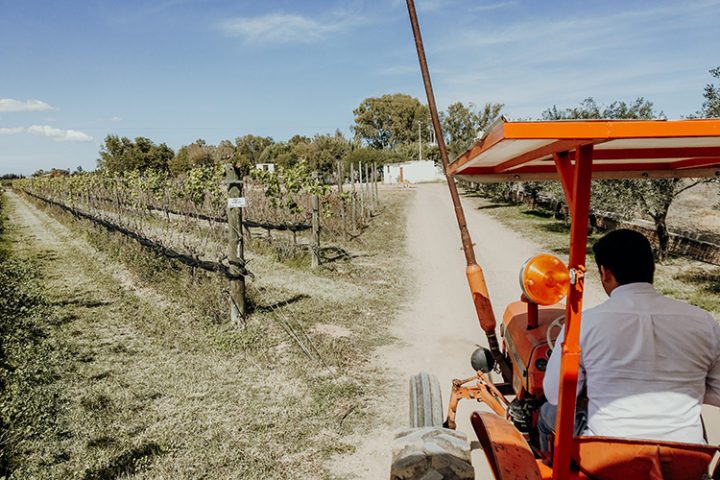 Weingut Cuna de Tierra