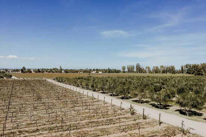 Weingut Cuna de Tierra