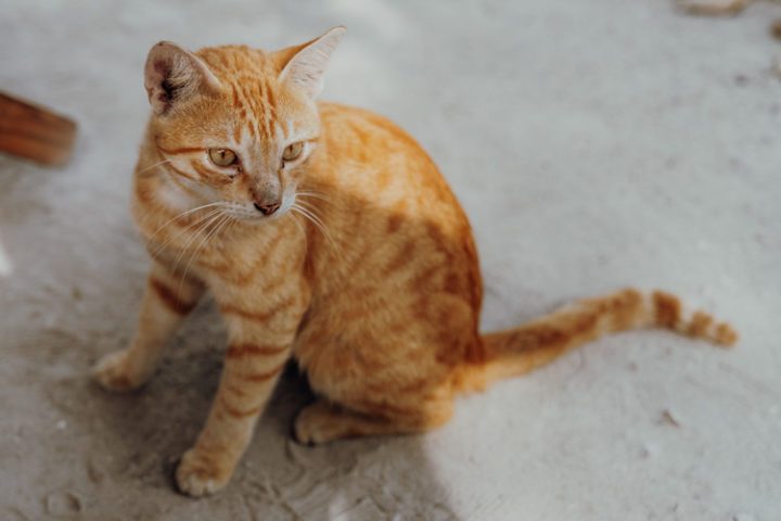 Sol & Papaya – Isla Grande – Kolumbien