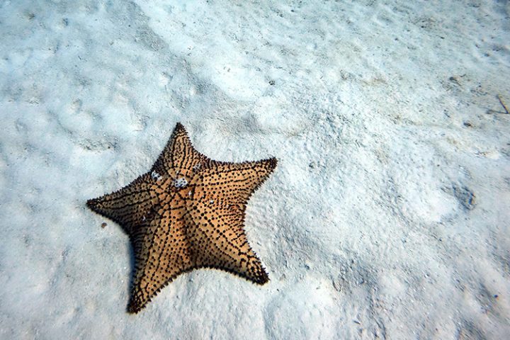 Manta City Tauchen auf Providencia – Kolumbien