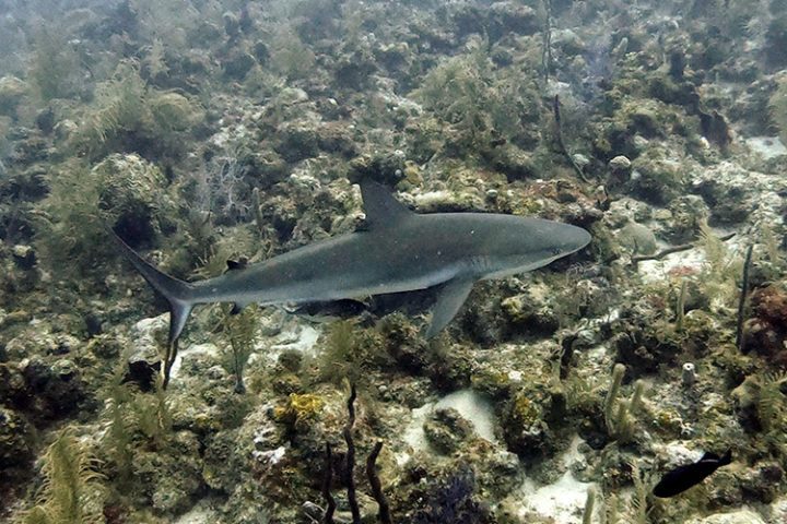 Tauchspot The Cave Providencia Kolumbien