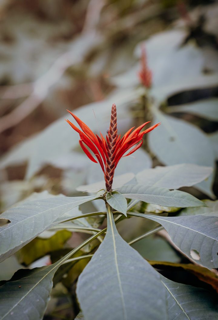 Tipps für die schönsten Reiseziele in Kolumbien: Tayrona Nationalpark – Natur pur