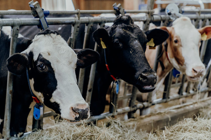 Milchbauernhof von Cédric Pharisa in Epagny