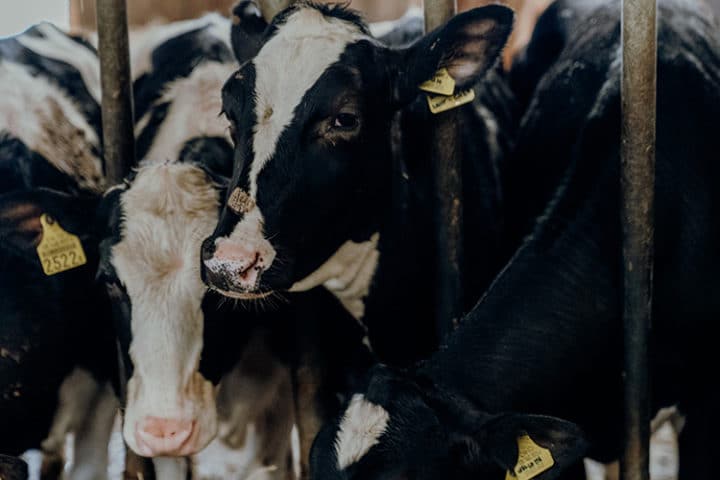 Milchbauernhof von Cédric Pharisa in Epagny