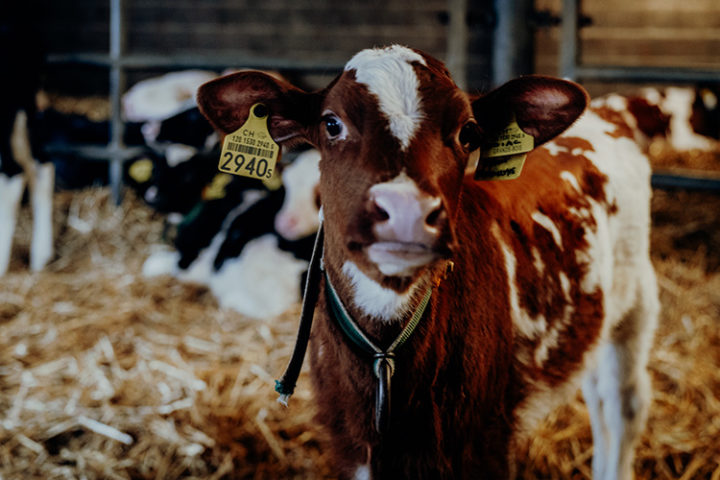 Milchbauernhof von Cédric Pharisa in Epagny