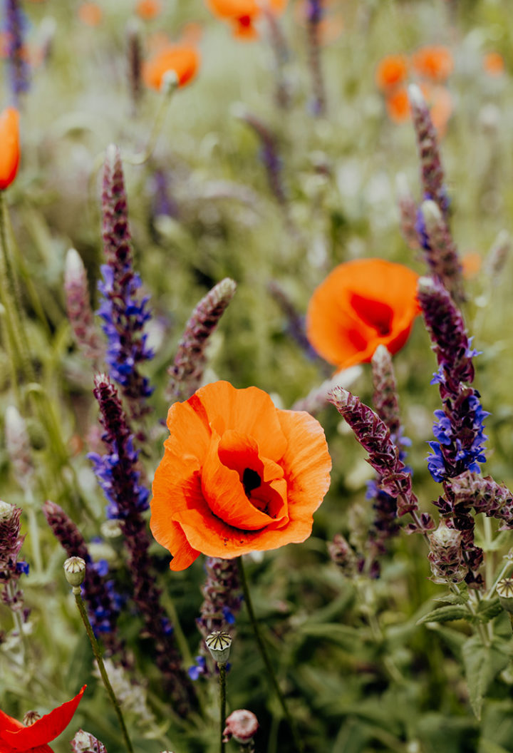 Der Aromagarten Erlangen