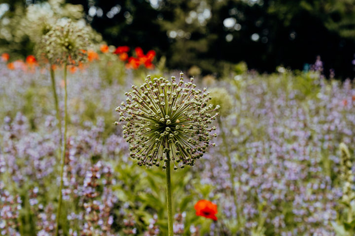 Der Aromagarten Erlangen