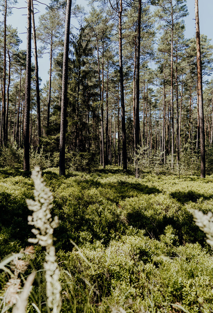 Zu den Urwildpferden im Tennenloher Forst