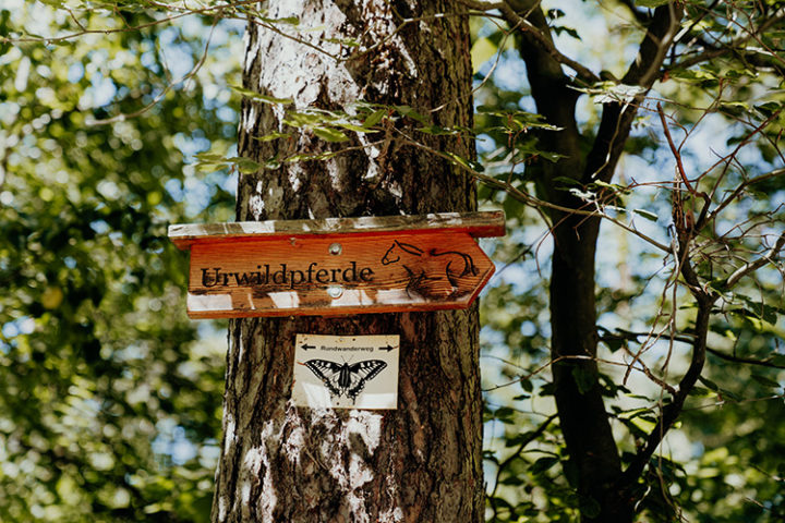 Zu den Urwildpferden im Tennenloher Forst