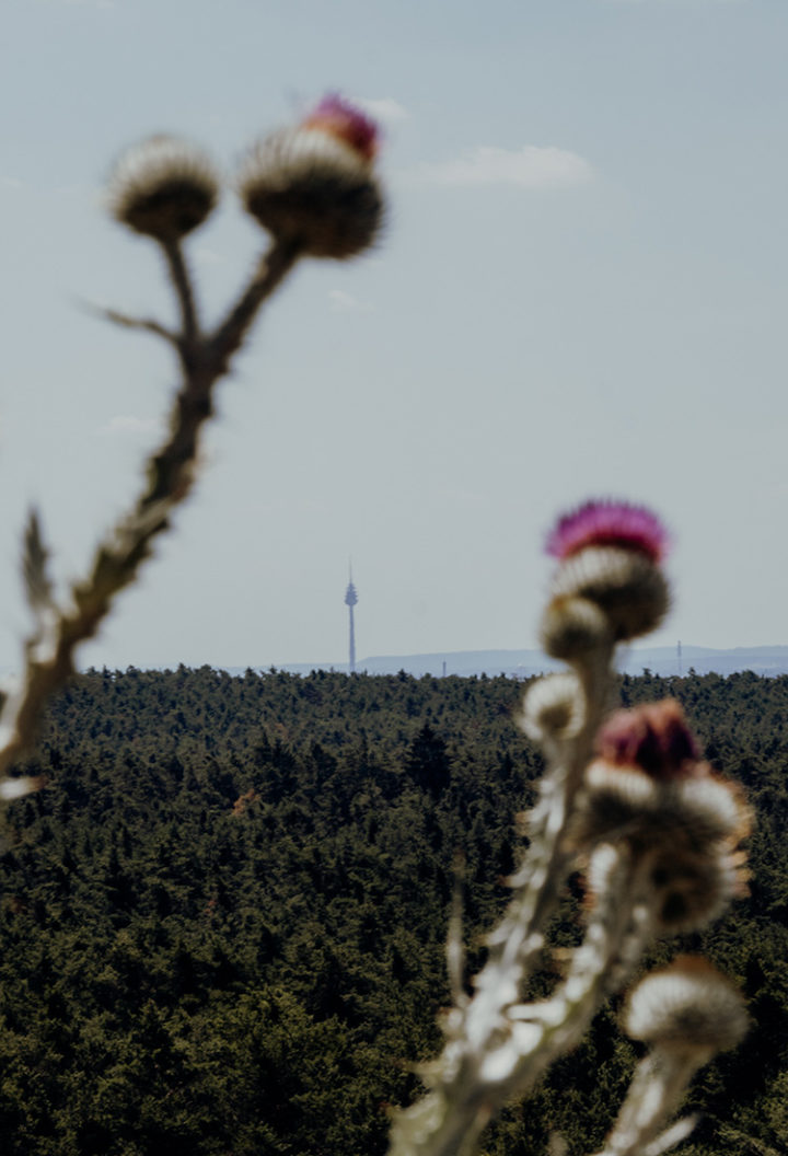 Zu den Urwildpferden im Tennenloher Forst