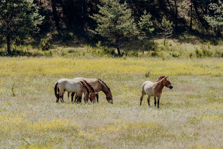 Zu den Urwildpferden im Tennenloher Forst