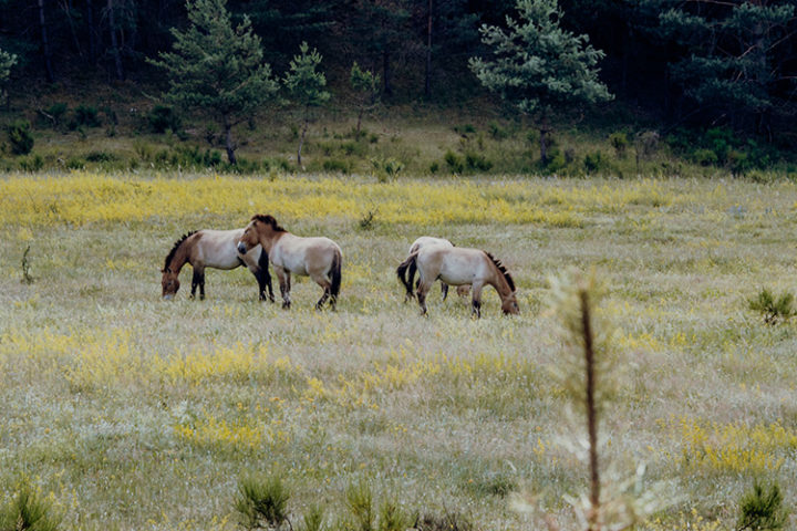 Zu den Urwildpferden im Tennenloher Forst