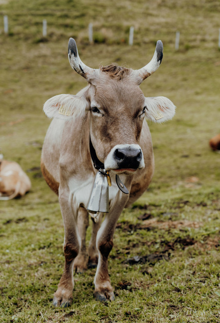 Wanderung von Rigi Kulm nach Rigi Kaltbad