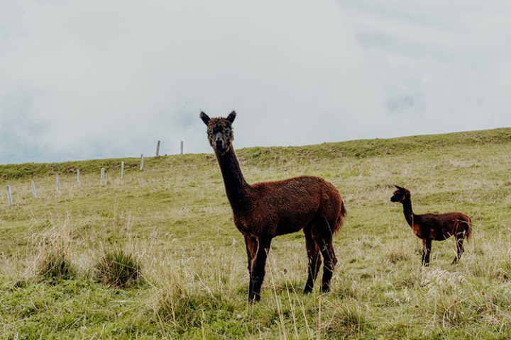 Rigi – die Königin der Berge