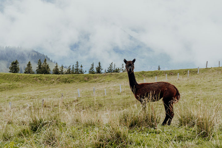Wanderung von Rigi Kulm nach Rigi Kaltbad