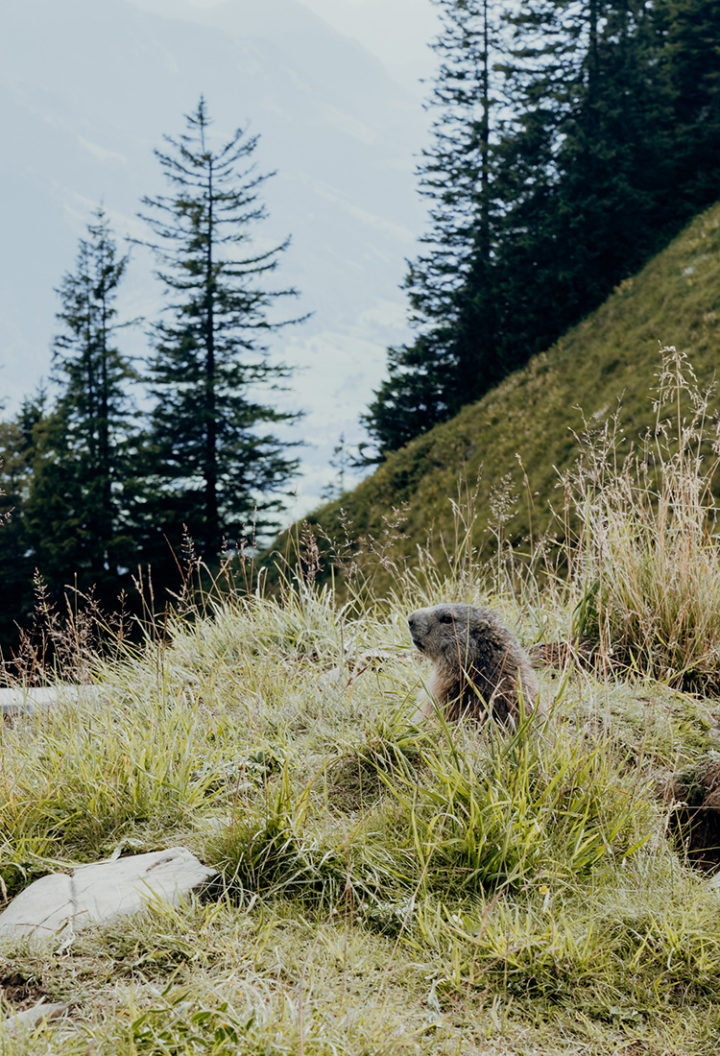 Bergwandern am Stanserhorn – Die schönsten Wanderwege