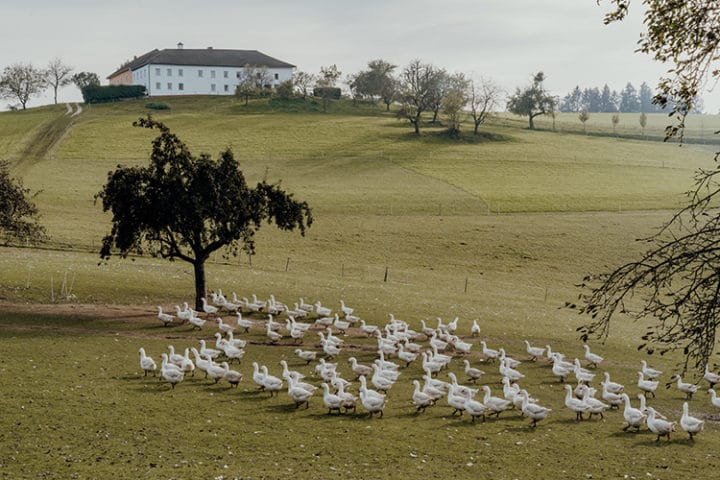 Martini – Die Mühlviertler Weidegänse von Landwirt Hubert Leitner