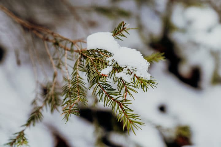 Alpsee Hohenschwangau