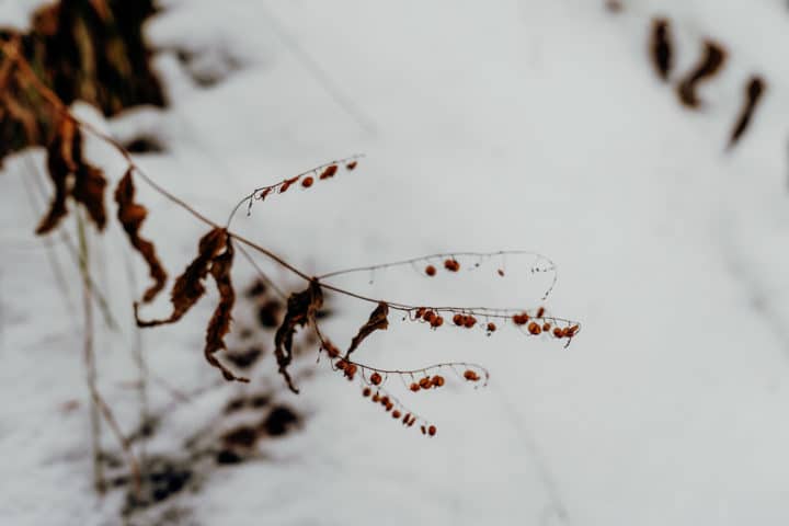 Alpsee Hohenschwangau