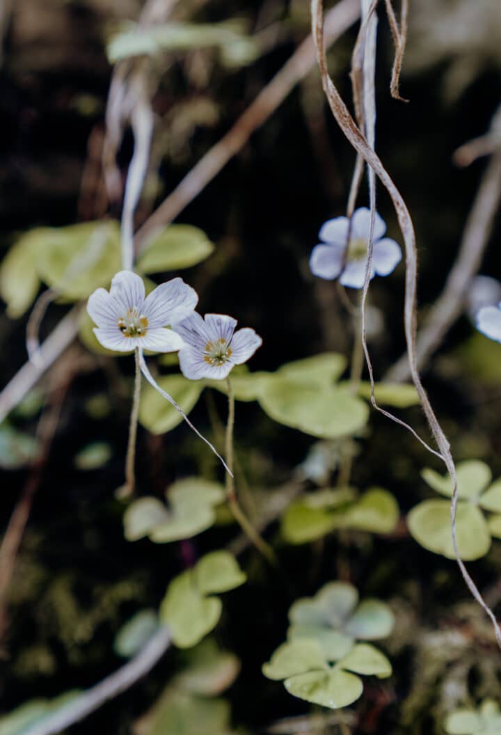 Wanderung durchs Ankatal nach Rupprechtstegen