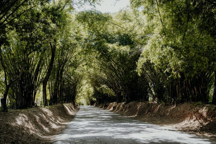 Holland Bamboo Avenue